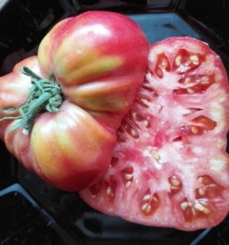 Tomate 'japanische Trüffeltomate, rot', 20 Samen